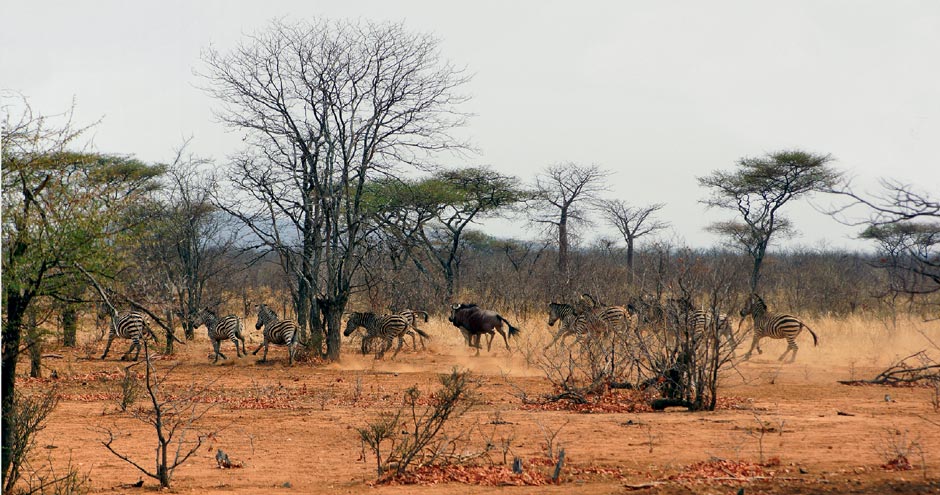 В Зимбабве за леопардом