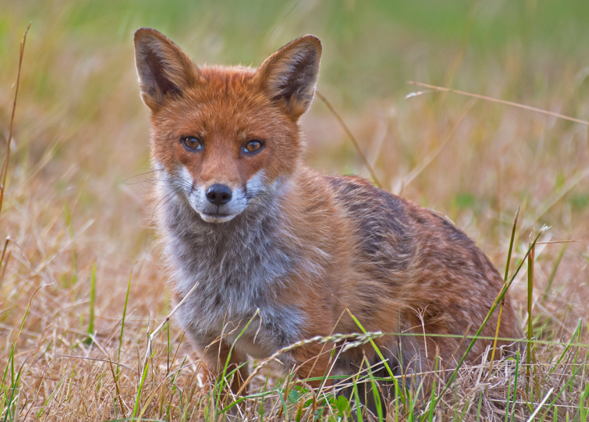 Полювання на лисиць в Англії
