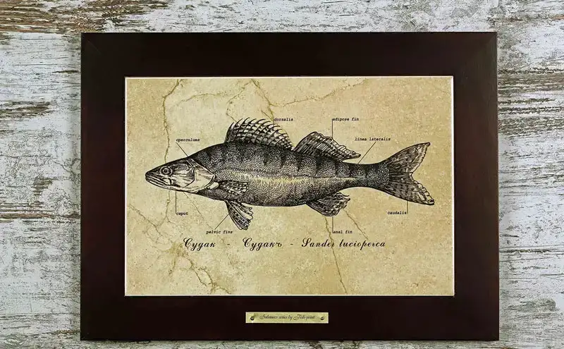 Картина Fish-Point "Судак"