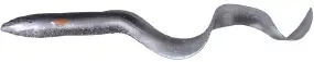 Силікон Savage Gear 3D Real Eel Loose Body 150mm 12.0g #20 Black Silver Eel (поштучно)