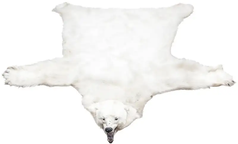 Шкура белого медведя с головой
